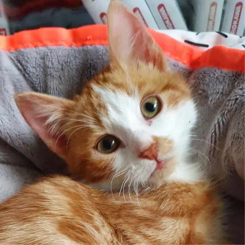 Ivar la terreur des bacs à sable