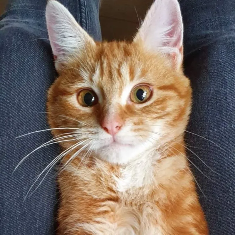 Ragar au coeur tendre