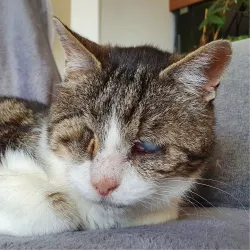 Ume la force tranquille