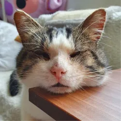 Messire de mon Miraï