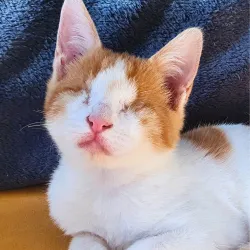 Akio la mini tornade