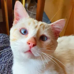 Aelig le petit breton