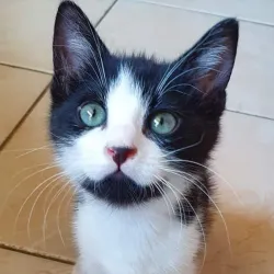 Oreo alias Yumiro
