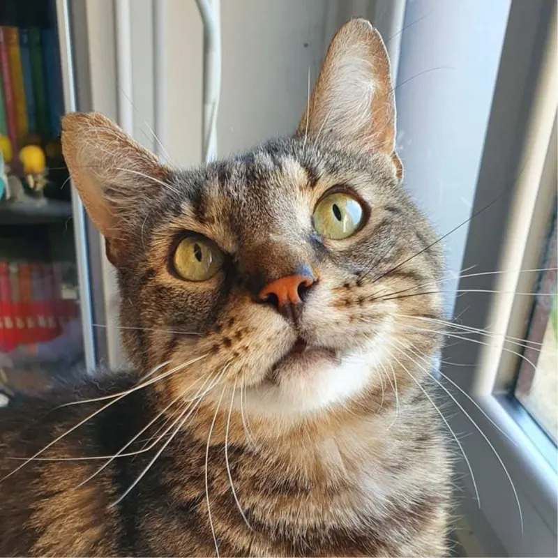 Lacan le chevalier tanguant