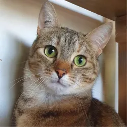 Maya la parisienne rebelle