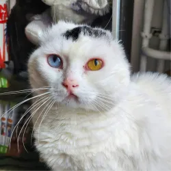 Cosette au regard revolver