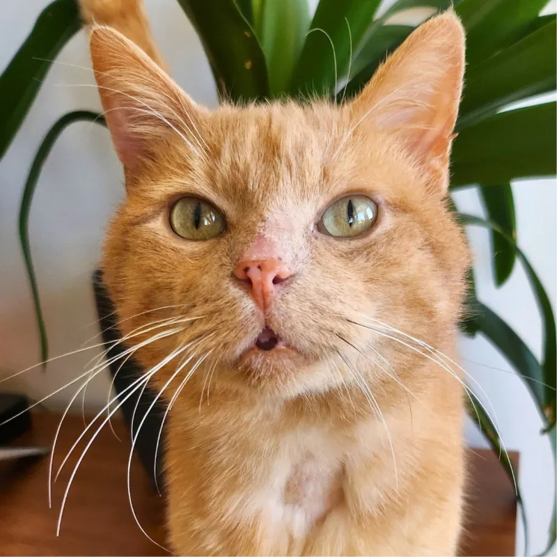 Rösti roi des patates