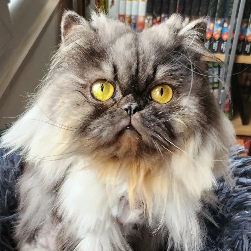 Mushu alias la teigne