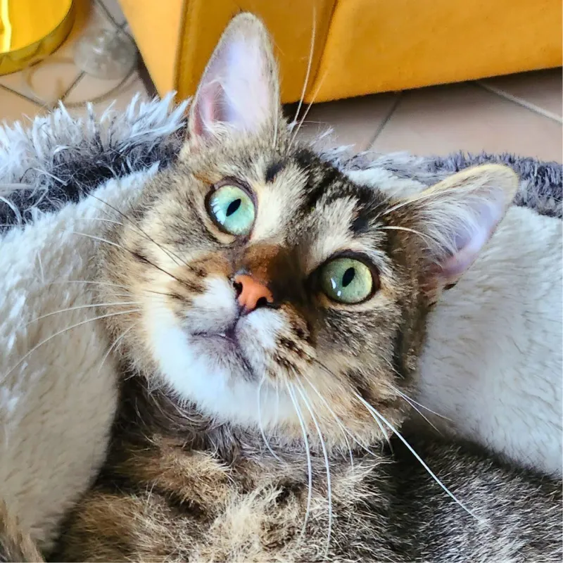 Konan le vélociraptor