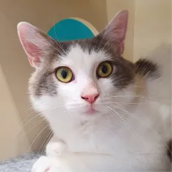 White au grand coeur