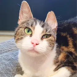 Yoshi la reine des casseroles