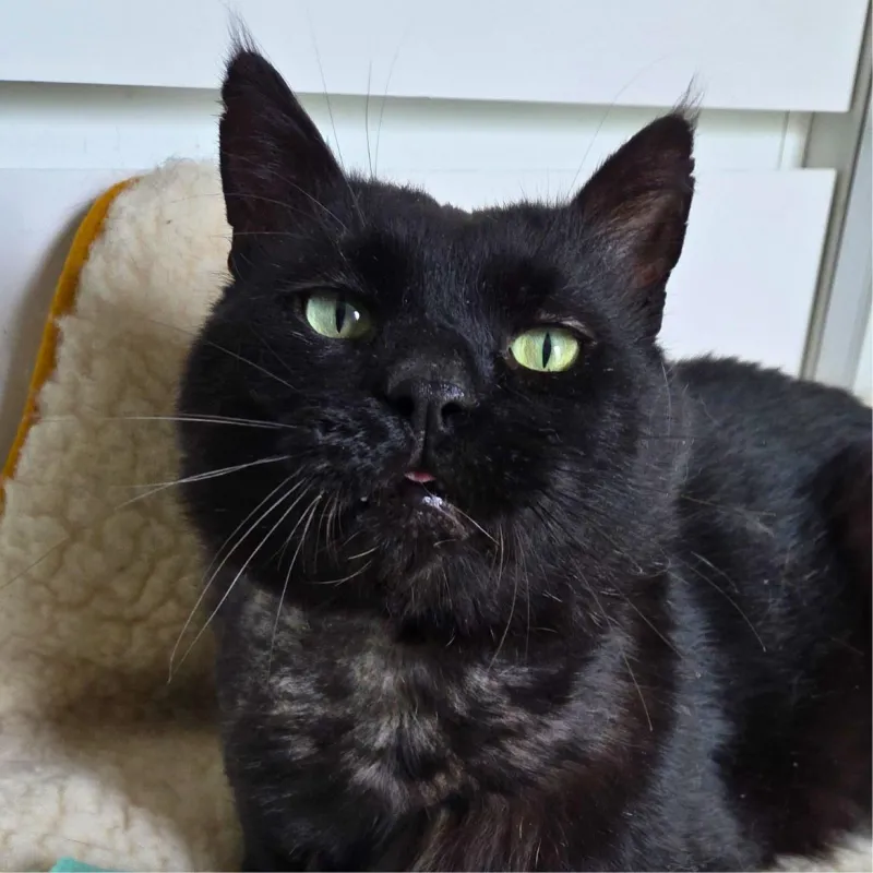 Flow le chat de la street