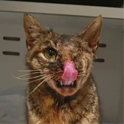 Nausicaä de la vallée du vent