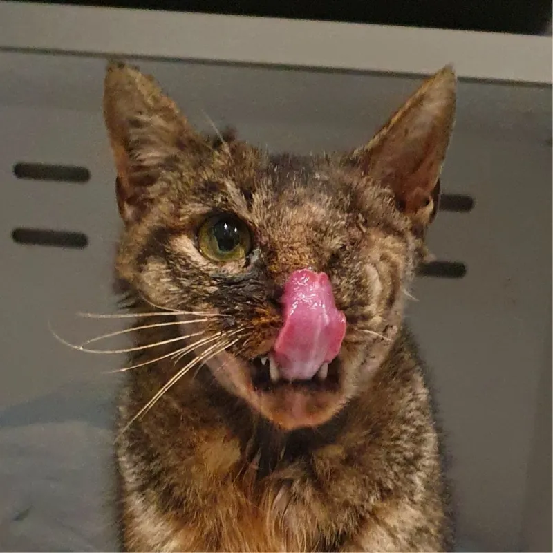 Nausicaä de la vallée du vent