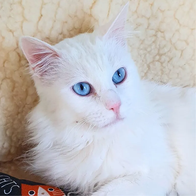 Princesse aux yeux lagon