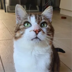 Wapi le roméo des temps moderne