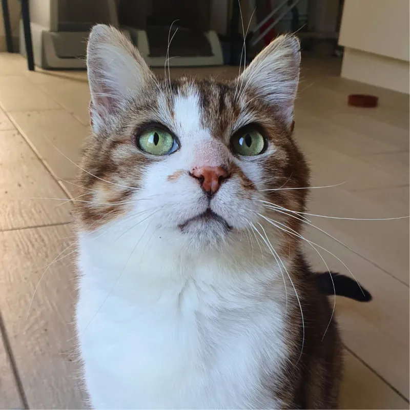 Wapi le roméo des temps moderne