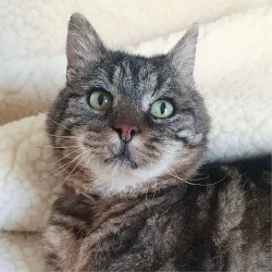 Valdaro le trépied voleur de pâté