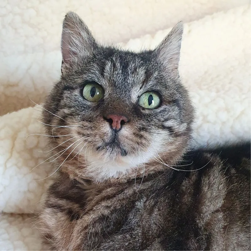 Valdaro le trépied voleur de pâté