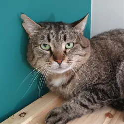 Rocky l'ado associal