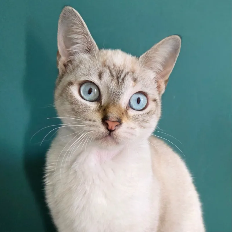 Kate de la haute société