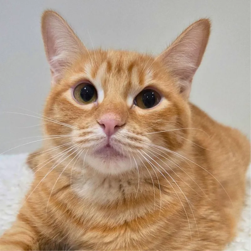 Pumpkin l'ado rebelle