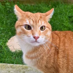 Boutchou le frétillant