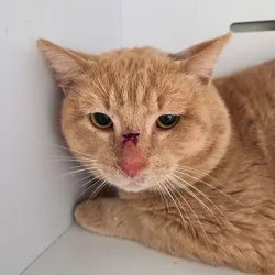 Pâtisson le bulldozer