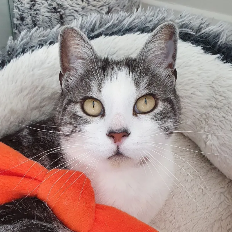 Maïdo l'exhibitionniste