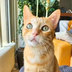 Potiron roi des curcubitacés et autres courges