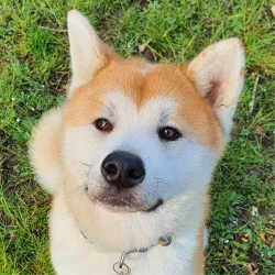 Hiro le colonel jambe de bois