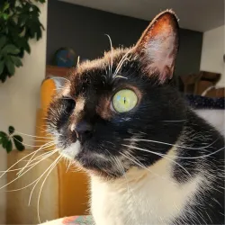 Yumi le capitaine Chapin