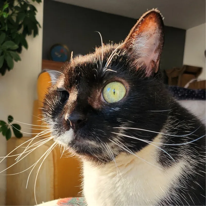 Yumi le capitaine Chapin