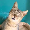 Athoun le détendu de la pattoune