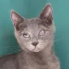 Smoky des 5 minimoys