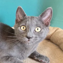Loki des 5 minimoys