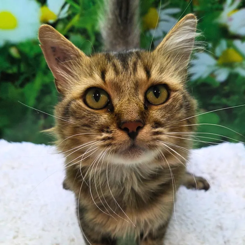 Le Chat Mallow