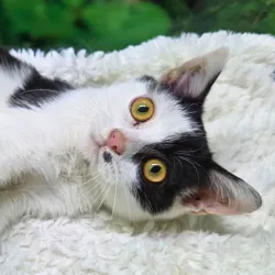 Domino